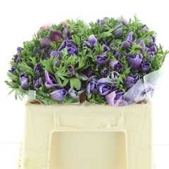 Anem Co Mis + D Blue 35cm