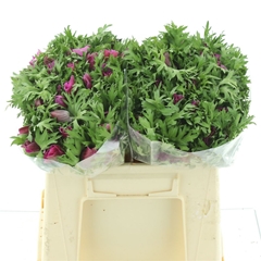 Anem Co Mis + Fucsia 35cm