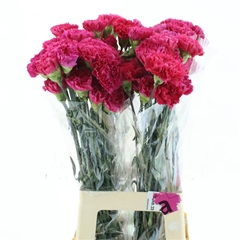 Di St Bizet 55cm 23