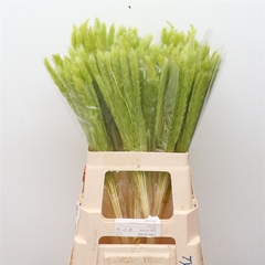 Droogbl Bewerkt H% 65cm