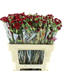 Di Tr Chateau 60cm 23