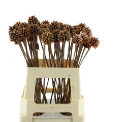 Flowers 60cm