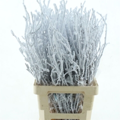 Coryl Av Contorta 80cm
