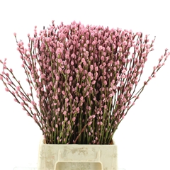 Salix Sn Fla Klb H% 60cm