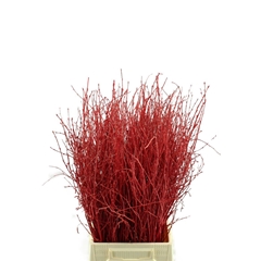 Betula Ov Klb 21% 60cm