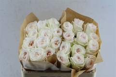 R Gr White O Hara 50cm