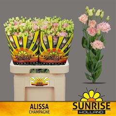 Eust G Alissa Champ 70cm