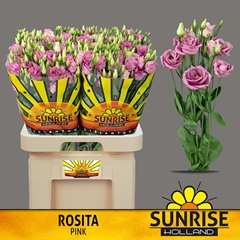 Eust G Rosita Rose P 70cm