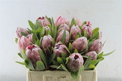 Protea Pink Ice 30cm