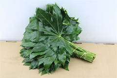 Fatsia Japonica Blad 45cm