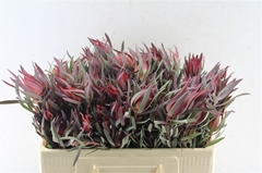 Leucad Other 50cm