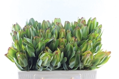 Leucad Laurel Yellow 50cm