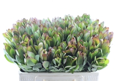 Leucad Safari Goldst 50cm