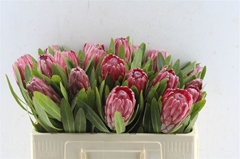 Protea Lancelot 50cm