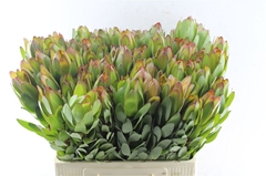 Leucad Safari Goldst 60cm