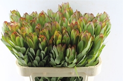 Leucad Safari Goldst 70cm