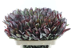 Leucad Safari Sunset 70cm