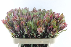 Leucad Senorita 70cm