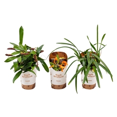 Orchids Special 10Ø 10cm