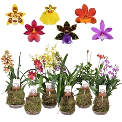 Orchids Special 14Ø 45cm