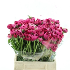 Ran Elegance Hot Pin 40cm 28gram