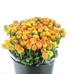 Ran Elegance Orange 40cm 33gram