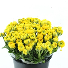 Ran Elegance Yellow 40cm 33gram