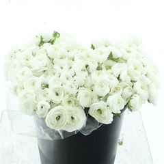 Ran Elegance White 40cm 33gram