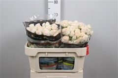 R Tr Sweet Sofie 70cm 75+
