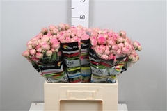R Tr Super Sensation 60cm 55+