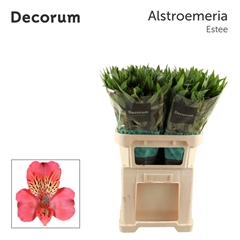 Alstr Estee 75cm 70gram 6+