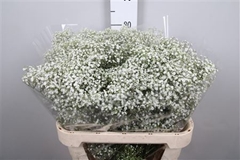 Gyps Pa Million Star 80cm 40gram