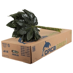 Fatsia Japonica Bs 60cm