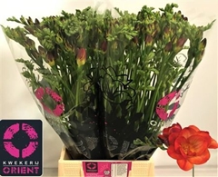 Fr Du Mandarine 54cm 26gram 23
