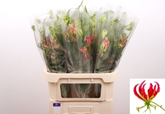 Gloriosa Fifty Shade 80cm