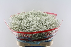 Gyps Pa Beauty Bride 80cm 35gram