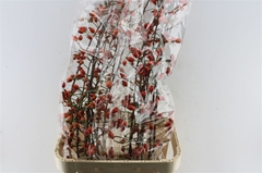 Rosa Zaffiro 110cm