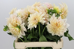 Dahl Cafe Au Lait 60cm