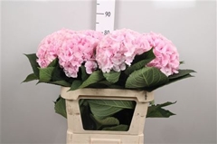 Hydr Macr Verena 80cm 21cm Ø