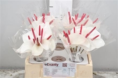 Anth A Fresh Love 35cm 7cm Ø