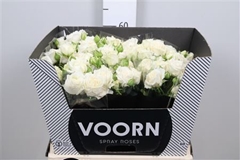 R Tr Bridal Flow 60cm 55+