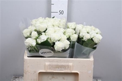 R Tr Wedding Party 50cm 45+