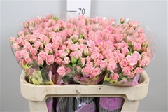 R Tr Odilia 70cm 65+