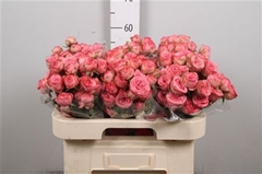 R Tr Hawi 60cm 65+