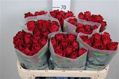 R Gr Madam Red 70cm