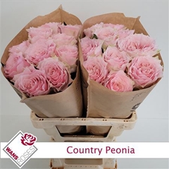 R Gr Country Peonia 60cm 4cm