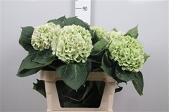 Hydr M My Matcha Cl 80cm 19cm Ø