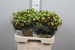 Eus G Rosan Terracot 70cm