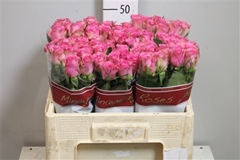 R Gr Royal Jewel 50cm