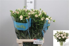 Ran Butterfl Ariadne 70cm 40gram